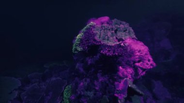 Mercan resifinin sualtı görüntüsü gece UV ışığı altında parlayan asit renkleri