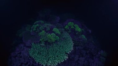 Mercan resifinin sualtı görüntüsü gece UV ışığı altında parlayan asit renkleri