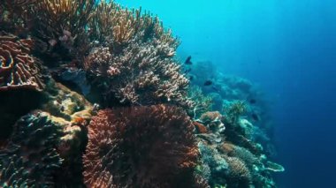 Endonezya 'daki Komodo adası yakınlarındaki mercan resifi.