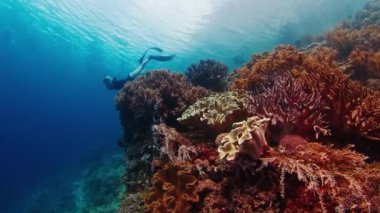 Serbest dalış yapan kadın sağlıklı mercan resiflerinin yakınında denizde yüzüyor.