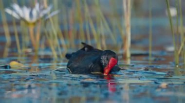 Gallinule, güneşli bir günde göldeki zambakların arasında dolaşır ve yiyecek arar.