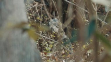 Komodo Ejderhası. Komodo ejderhası, Varanus komodoensis, Endonezya 'daki Komodo adasında karada yürüyor.