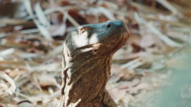 Komodo Ejderhası. Komodo ejderhası, Varanus komodoensis, Endonezya 'daki Komodo adasında göz kırpar ve karada durur.