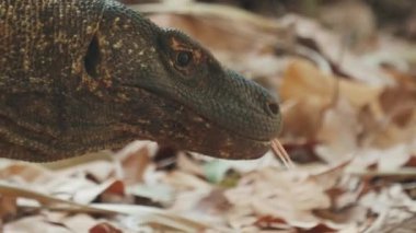 Komodo Ejderhası. Komodo ejderhası, Varanus komodoensis, Endonezya 'daki Komodo adasında karada yürüyor ve havayı diliyle sınıyor.