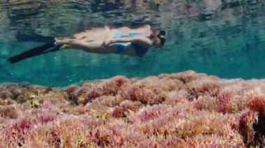 Kadın tropikal denizde suyun altında yüzer ve canlı ve pembe mercan resiflerinde balıklarla yavaşça hareket eder.