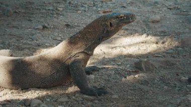 Komodo Ejderhası. Komodo ejderhası, Varanus komodoensis, Endonezya 'daki Komodo adasında karada dinlenir.