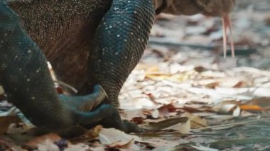 Komodo Ejderhası. Komodo ejderhası Varanus Komodoensis 'in, Endonezya' daki Komodo adasındaki kuru arazide yürüyüşü.