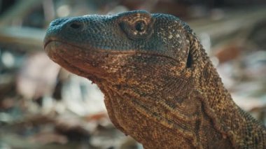 Komodo Ejderhası. Komodo ejderhası Varanus Komodoensis 'in portresi, Endonezya' daki Komodo adasında karada duruyor..