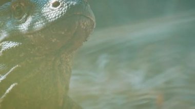 Komodo Ejderhası. Komodo ejderhası Varanus Komodoensis 'in portresi, Endonezya' daki Komodo adasında karada duruyor..