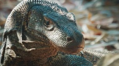 Komodo Ejderhası. Komodo ejderhası Varanus Komodoensis 'in portresi, Endonezya' daki Komodo adasında karada duruyor..