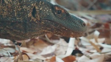 Komodo Ejderhası. Komodo ejderhası, Varanus komodoensis, Endonezya 'daki Komodo adasında karada yürüyor.