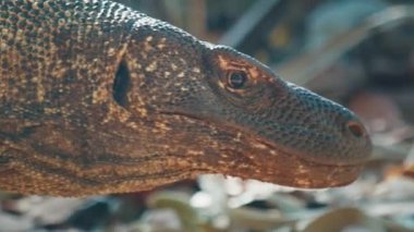 Komodo Ejderhası. Komodo ejderhası, Varanus komodoensis, Endonezya 'daki Komodo adasında karada yürüyor ve havayı diliyle sınıyor.