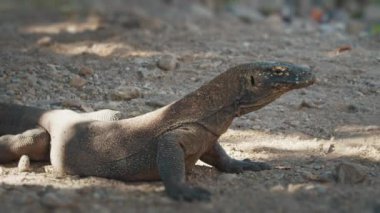 Komodo Ejderhası. Komodo ejderhası, Varanus komodoensis, Endonezya 'daki Komodo adasında karada dinlenir.
