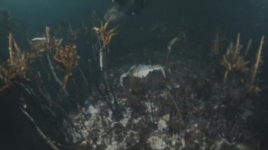 Kola Yarımadası yakınlarındaki Barents Denizi 'nin sualtı manzarası. Freediver büyük bir yengeç aldı.