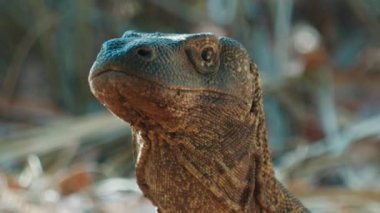 Komodo Ejderhası. Komodo ejderhası Varanus Komodoensis 'in portresi, Endonezya' daki Komodo adasında karada duruyor..