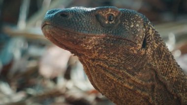 Komodo Ejderhası. Komodo ejderhası Varanus Komodoensis 'in portresi, Endonezya' daki Komodo adasında karada duruyor..