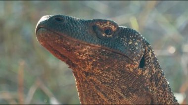 Komodo Ejderhası. Komodo ejderhası Varanus komodoensis 'in portresi Endonezya' daki Komodo adasında karada duruyor. Biraz titrek, el kamerasıyla çekilmiş.