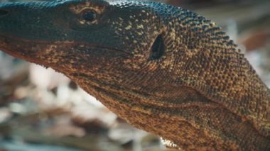 Komodo Ejderhası. Komodo ejderhası Varanus Komodoensis 'in portresi, Endonezya' daki Komodo adasında karada duruyor..
