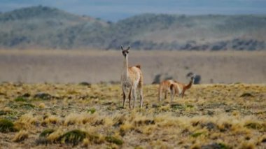 Vicugna sürüsü, Lama vicugna veya Vicuna, arka planda kar pelerinli dağlarla Patagonya bozkırlarında otlar.