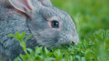 Tavşan bahçede çimenlerde yürür ve yeşil yemyeşil otları yer.