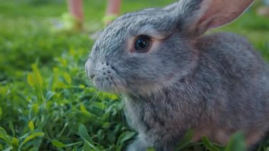 Tavşan bahçede çimenlerde yürür ve yeşil yemyeşil otları yer.