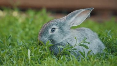 Tavşan bahçede çimenlerde yürür ve yeşil yemyeşil otları yer.