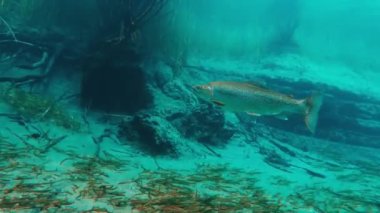 Şili 'nin berrak nehrinde alabalıklar su altında yüzer.