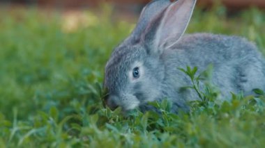 Tavşan bahçede çimenlerde yürür ve yeşil yemyeşil otları yer.