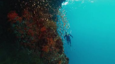 Freediver Endonezya 'nın Raja Ampat bölgesinde mercanların yakınında su altında yüzer.