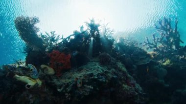 Misool bölgesindeki Raja Ampat, Endonezya 'daki mercan resifinin sualtı görüntüleri.