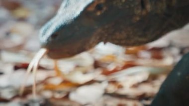 Komodo Ejderhası. Komodo ejderhası, Varanus komodoensis, Endonezya 'daki Komodo adasında karada yürüyor ve havayı diliyle sınıyor.