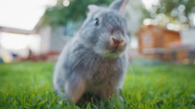 Tavşan bahçede çimenlerde yürür ve yeşil yemyeşil otları yer.
