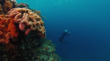 Freediver Endonezya 'nın Raja Ampat bölgesinde mercanların yakınında su altında yüzer.