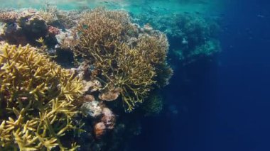 Raja Ampat 'taki mercan kayalıkları. Batı Papua, Endonezya 'da canlı ve sağlıklı mercan resifleri