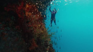 Freediver Endonezya 'nın Raja Ampat bölgesinde mercanların yakınında su altında yüzer.