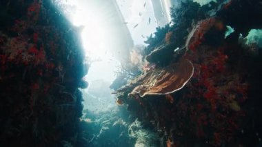 Misool bölgesindeki Raja Ampat, Endonezya 'daki mercan resifinin sualtı görüntüleri.