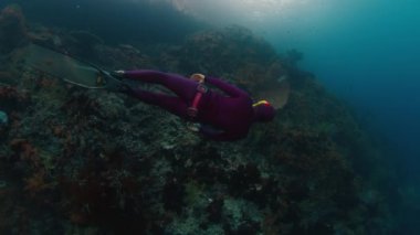 Freediver Endonezya 'nın Raja Ampat bölgesinde mercanların yakınında su altında yüzer.