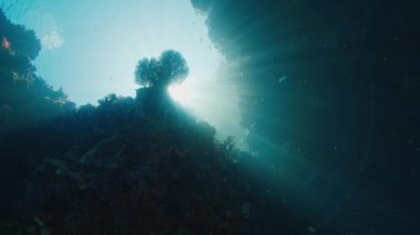 Raja Ampat 'taki mercan kayalıkları. Batı Papua, Endonezya 'da canlı ve sağlıklı mercan resifleri