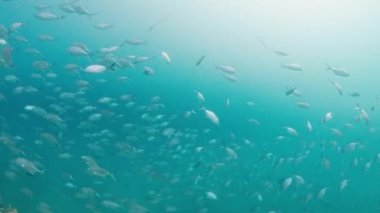 Endonezya 'nın Batı Papua bölgesindeki Raja Ampat' ta mercan resifinde yüzen balık sürüsü