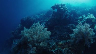 Raja Ampat 'taki mercan kayalıkları. Batı Papua, Endonezya 'da canlı ve sağlıklı mercan resifleri