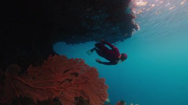 Freediver Endonezya 'nın Raja Ampat bölgesinde mercanların yakınında su altında yüzer.