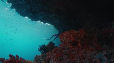 Freediver Endonezya 'nın Raja Ampat bölgesinde mercanların yakınında su altında yüzer.