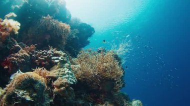 Raja Ampat 'taki mercan kayalıkları. Batı Papua, Endonezya 'da canlı ve sağlıklı mercan resifleri