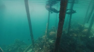 Freediver, Endonezya 'nın Raja Ampat bölgesindeki tahta kaleciler arasında yüzüyor