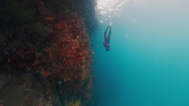 Freediver Endonezya 'nın Raja Ampat bölgesinde mercanların yakınında su altında yüzer.