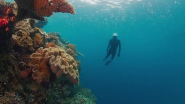 Freediver Endonezya 'nın Raja Ampat bölgesinde mercanların yakınında su altında yüzer.