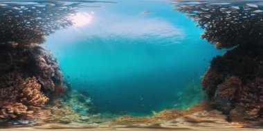 Endonezya 'nın Raja Ampat bölgesindeki mercan resifinin 360 su altı görüntüsü. Sabit ve hareketsiz. Mercanların üzerine kamera yerleştirilmiş 360 derecelik görüntü. Clip 'in yerel sesi var