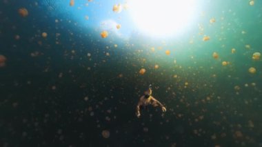 Adam Batı Papua, Endonezya 'da denizanalarıyla dolu göle dalıyor. Freediver denizanalarıyla yüzer.