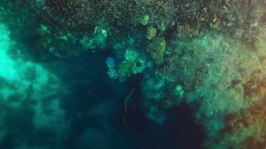 Raja Ampat, Endonezya 'daki sağlıklı mercan resifinin en alt görüntüsü.