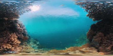 Endonezya 'nın Raja Ampat bölgesindeki mercan resifinin sualtı görüntüleri. Dengeli ve hareketsiz su altında 360 derece VR kamera mercanların üzerine kurulmuş.